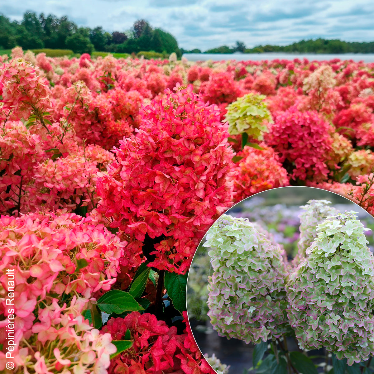 Pluimhortensia Metalica® ‘Renmeta’