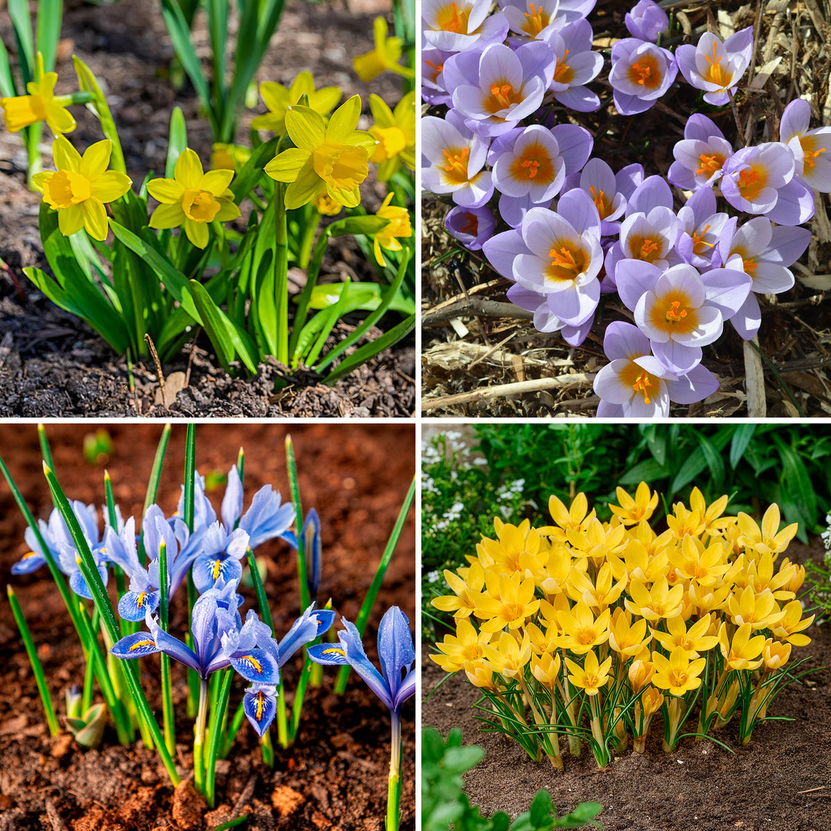 50 bollen bijvriendelijke bloemen geel/paars