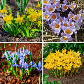 50 bollen bijvriendelijke bloemen geel/paars
