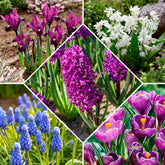 50 bollen bijvriendelijke bloemen paars/wit