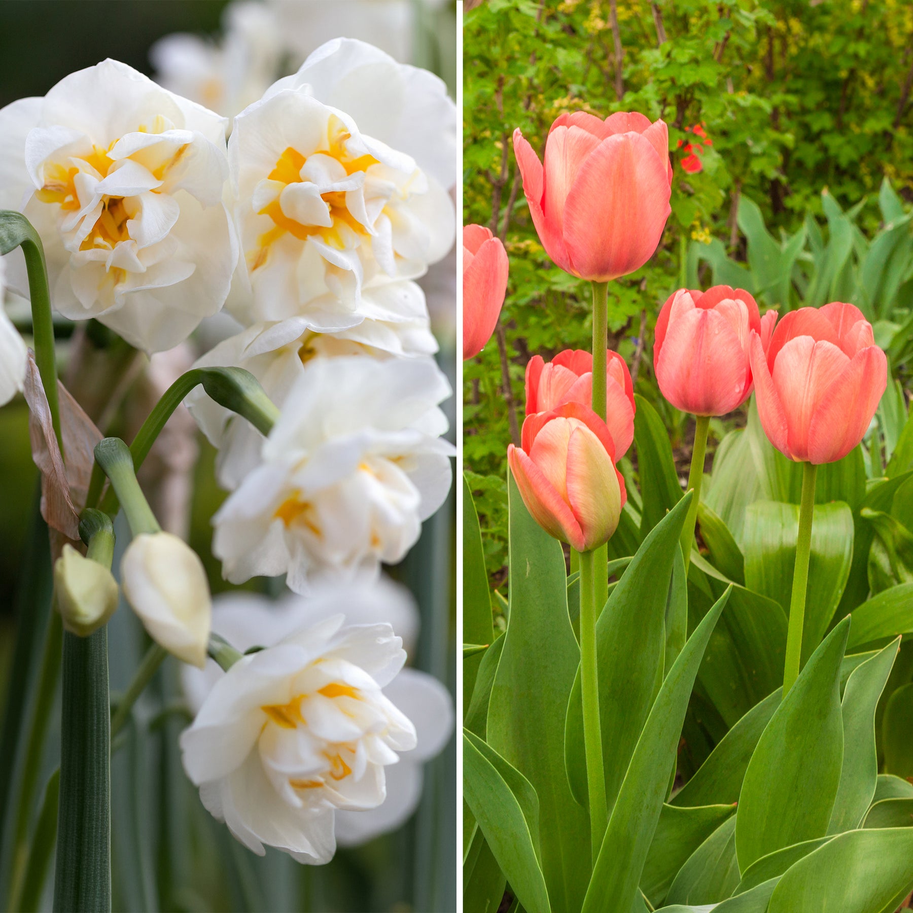 Tulp Van Eijk & narcis Bridal Crown - Tulipa Van Eijk, Narcissus Bridal Crown - Willemse