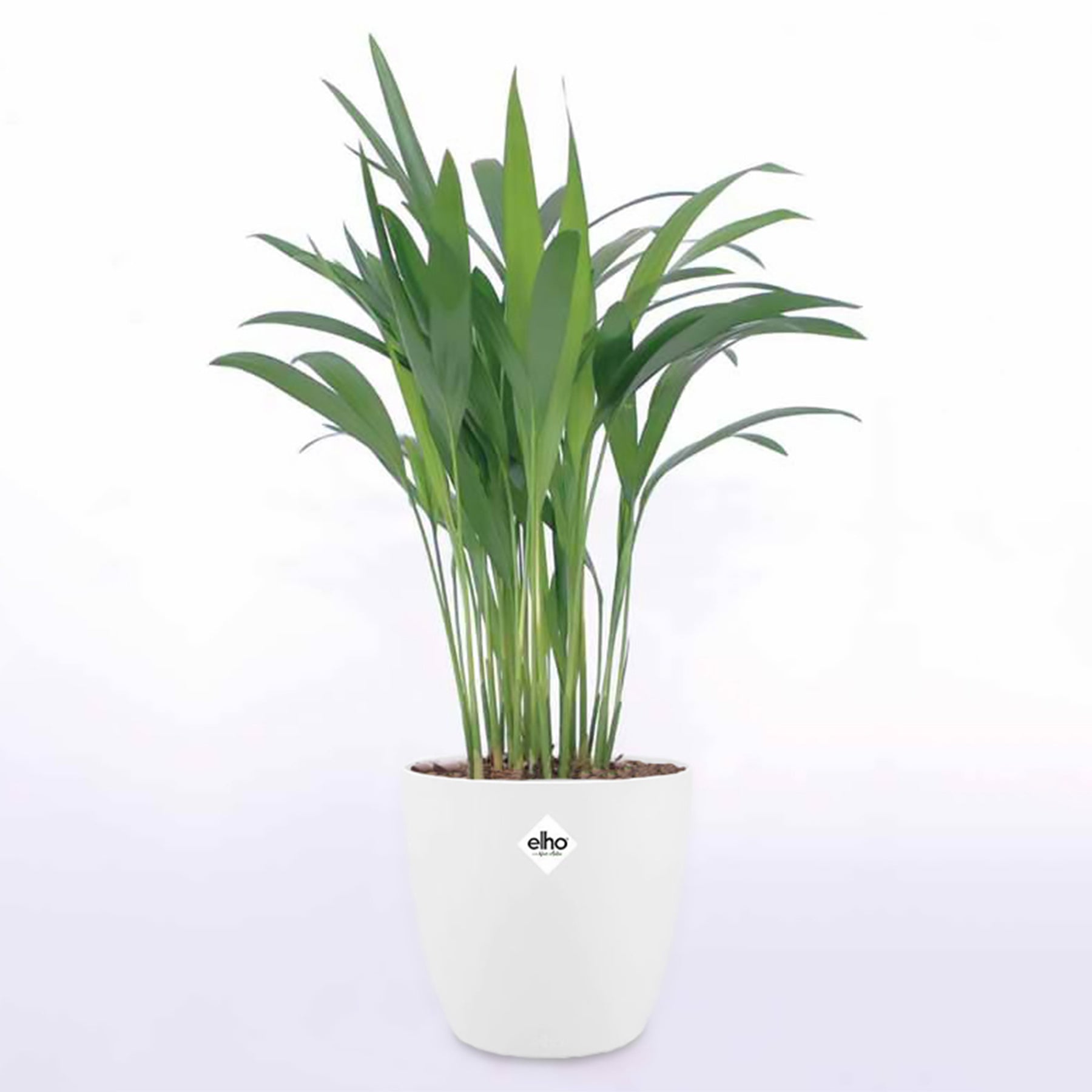 Goudpalm incl. witte sierpot