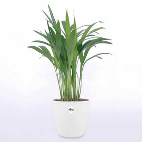Goudpalm incl. witte sierpot