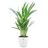 Goudpalm incl. witte sierpot - Willemse