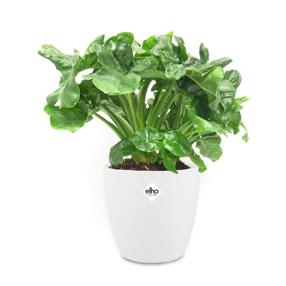 Philodendron Monstera Atom incl. witte sierpot ELHO