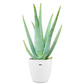 Aloe Vera - Aloe vera - Willemse
