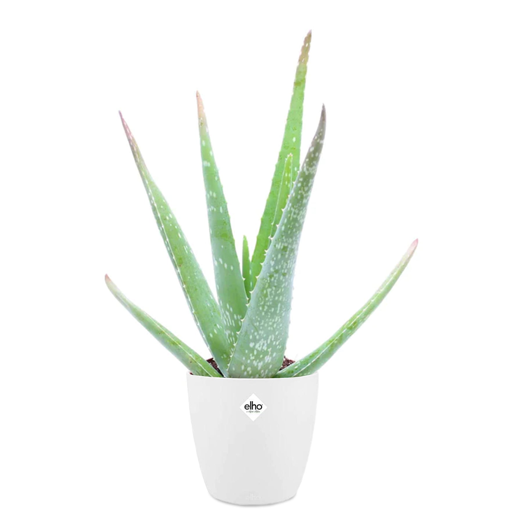 Aloe vera - Aloe Vera - Kamerplanten met potten