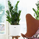 ZZ-plant incl. witte sierpot - Willemse