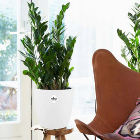 ZZ-plant incl. witte sierpot - Willemse