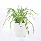 Graslelie 'Atlantic' incl. witte sierpot