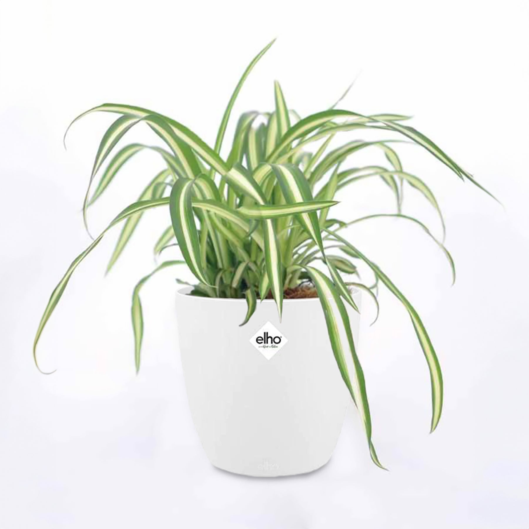 Graslelie 'Atlantic' incl. witte sierpot