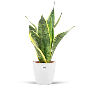 Vrouwentong 'Futura Superba' incl. witte sierpot - Sansevieria futura superba - Willemse