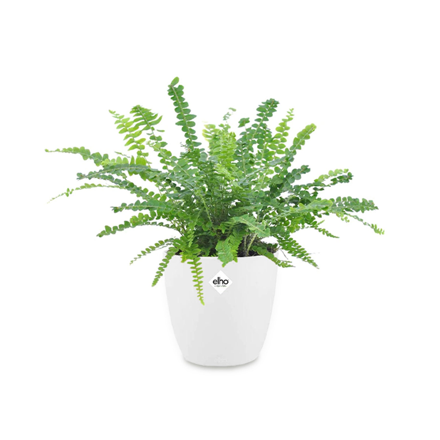 Krulvaren 'Duffi' incl. witte sierpot - Willemse