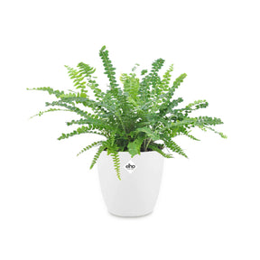 Krulvaren 'Duffi' incl. witte sierpot - Willemse