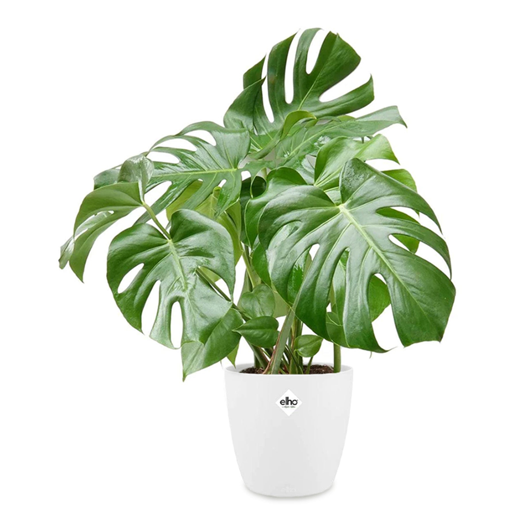 Philodendron Monstera incl. witte sierpot ELHO - Monstera deliciosa - Willemse