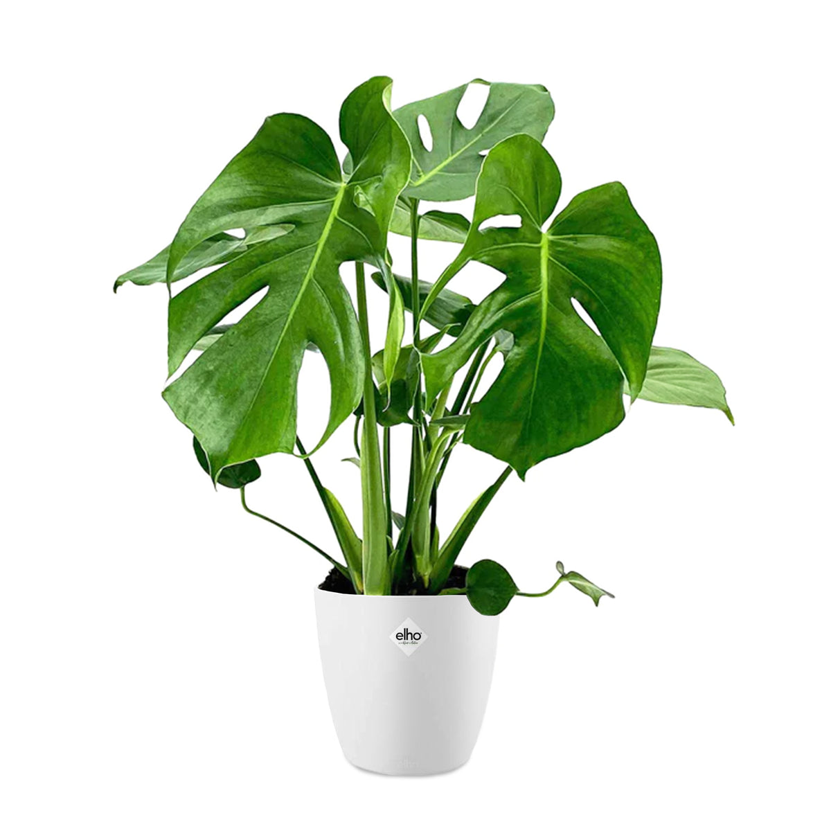 Philodendron Monstera incl. witte sierpot ELHO - Willemse