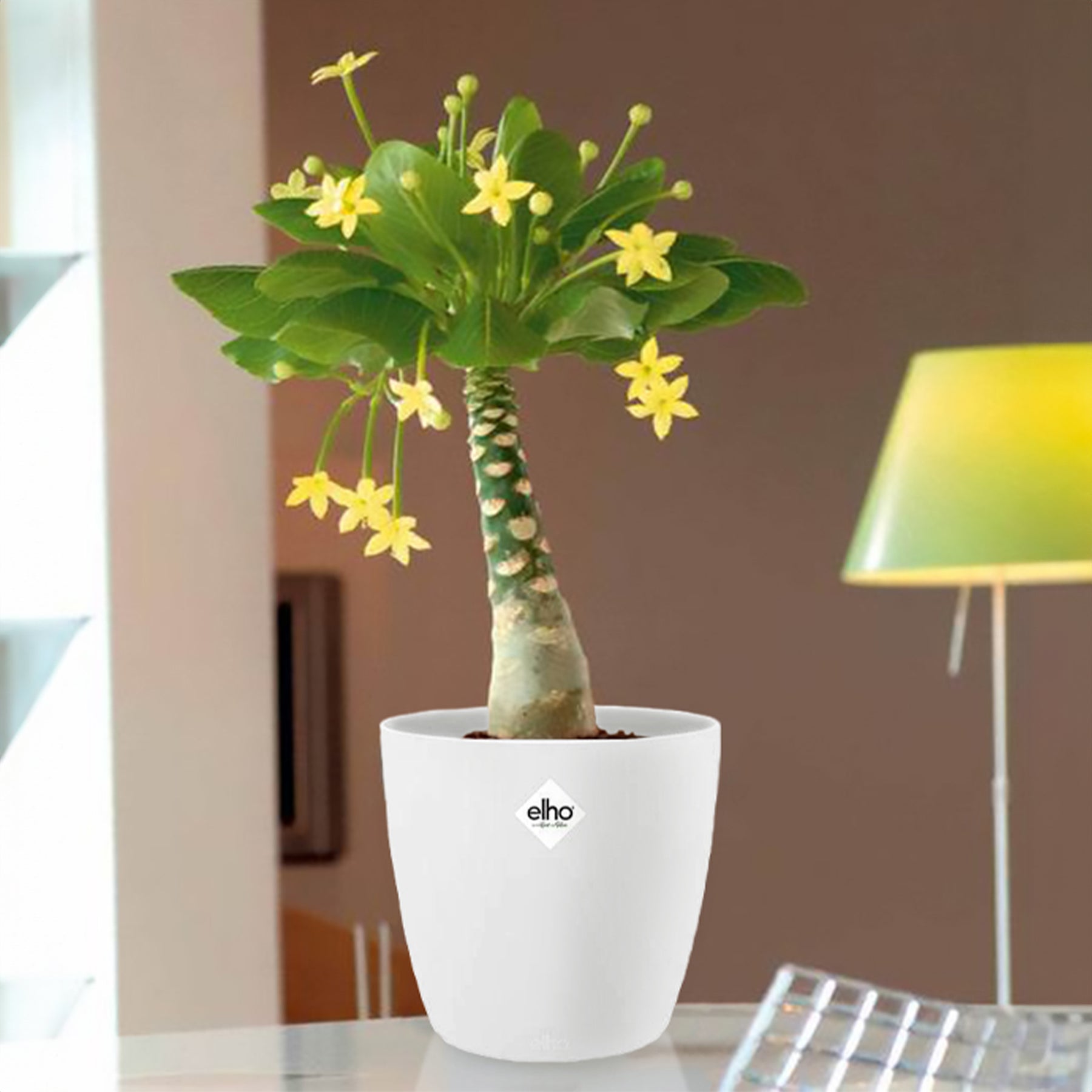 Hawaiiaanse palmboom incl. witte sierpot