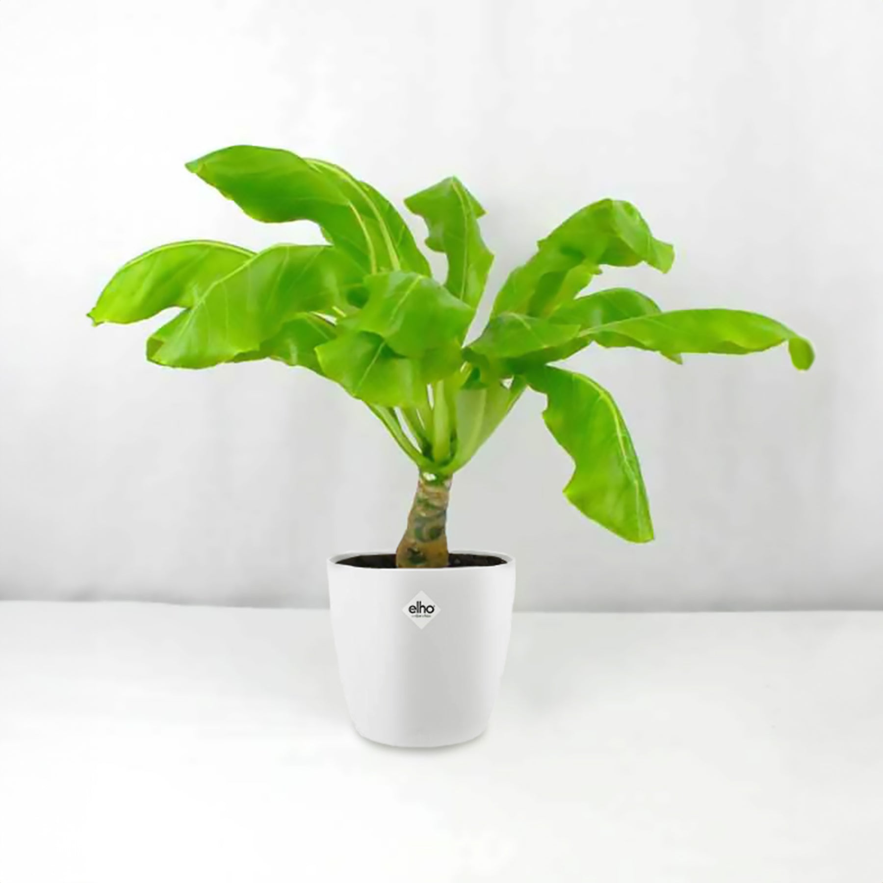 Hawaiiaanse palmboom incl. witte sierpot
