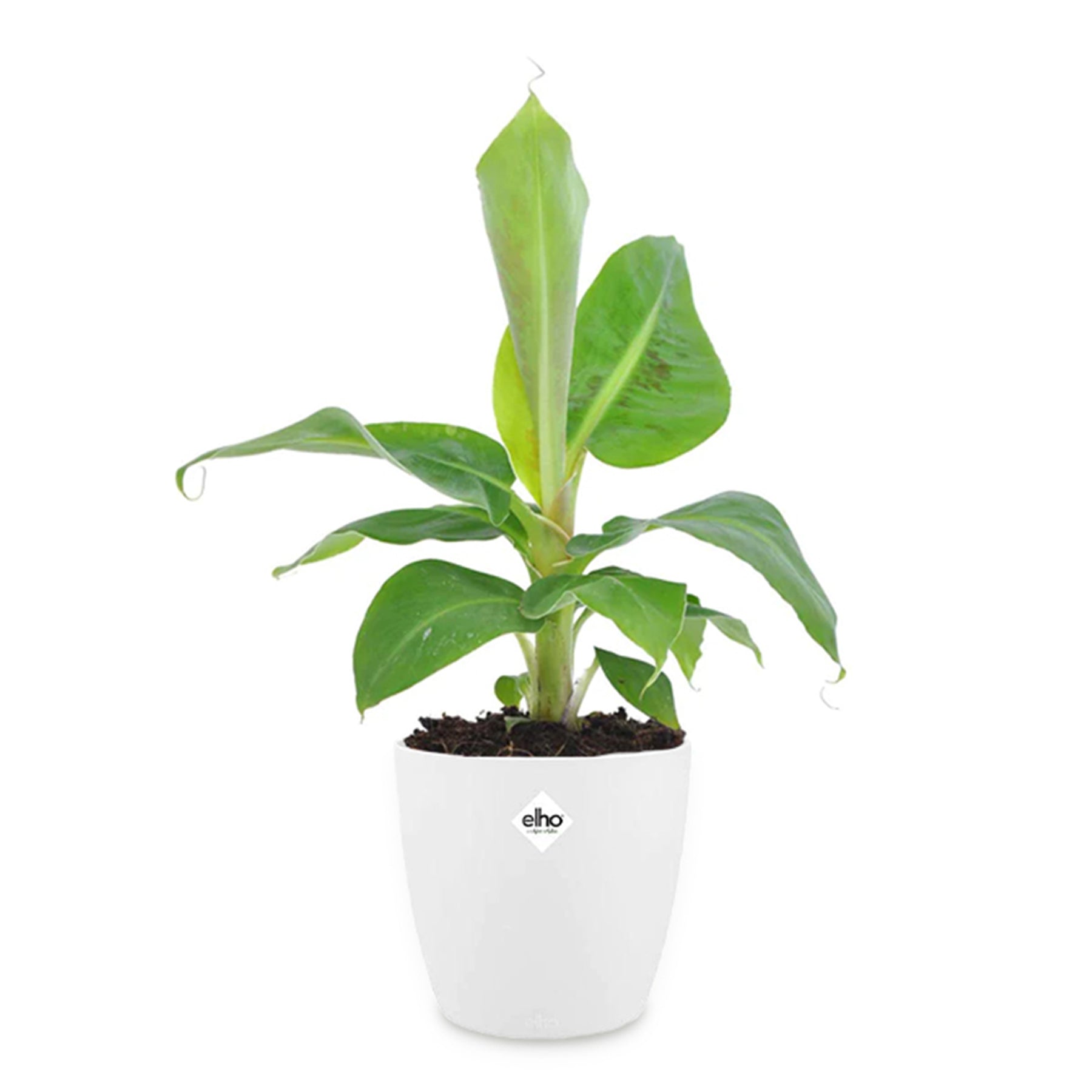 Bananenplant 'Oriental Dwarf' incl. witte sierpot - Musa oriental Dwarf - Willemse