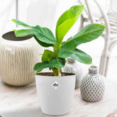 Bananenplant 'Oriental Dwarf' incl. witte sierpot - Willemse