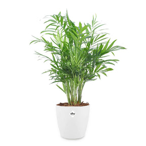 Bergpalm incl. witte sierpot - Chamaedorea elegans - Willemse
