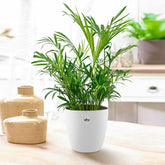 Bergpalm incl. witte sierpot - Willemse