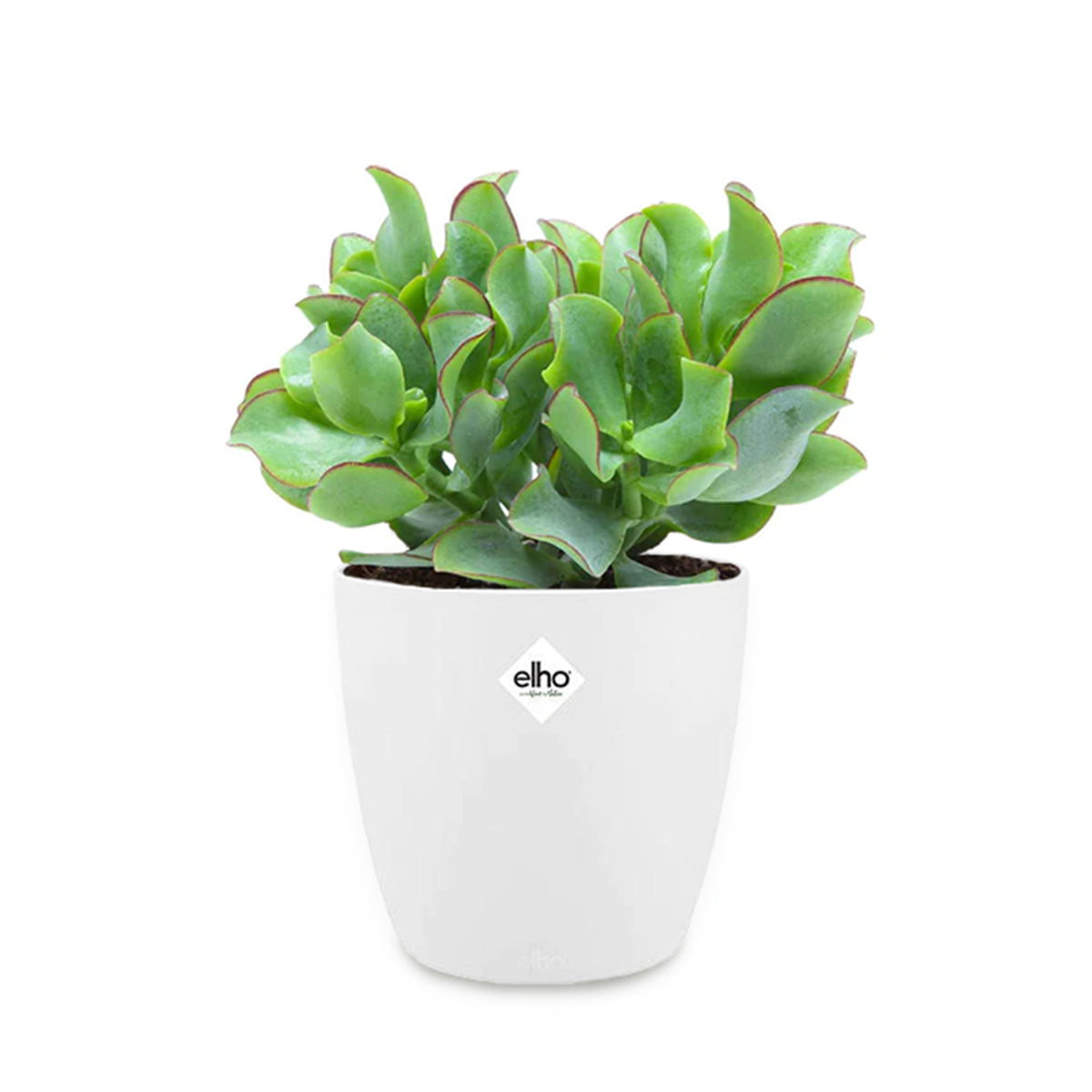 Crassula 'Cristata' incl. witte sierpot - Willemse