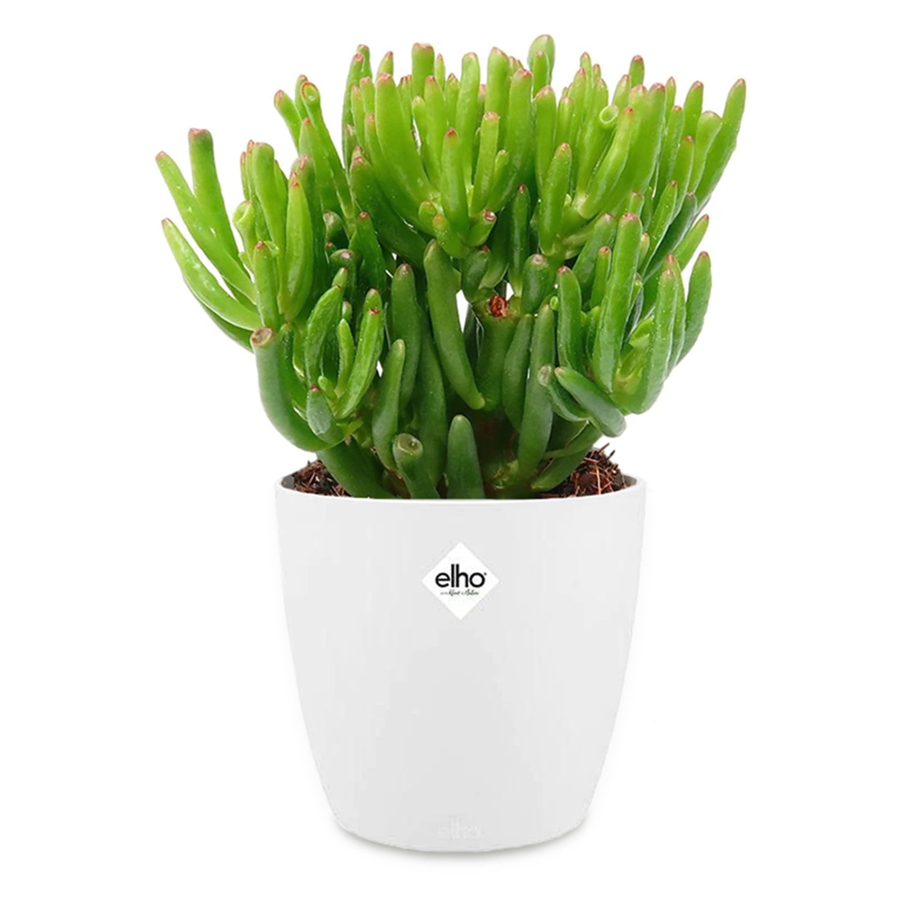 Crassula 'Hobbit' incl. witte sierpot