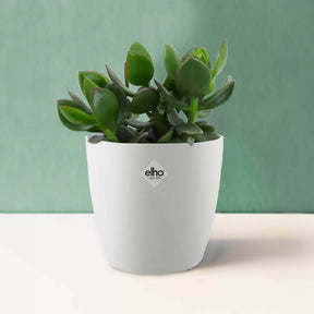 Jadeplant incl. witte sierpot - Crassula ovata argentea - Willemse