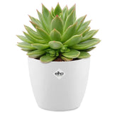 Echeveria incl. witte sierpot