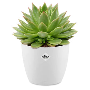 Echeveria incl. witte sierpot