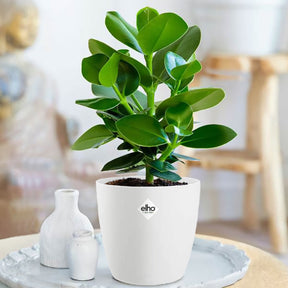 Clusia 'Princess' incl. witte sierpot