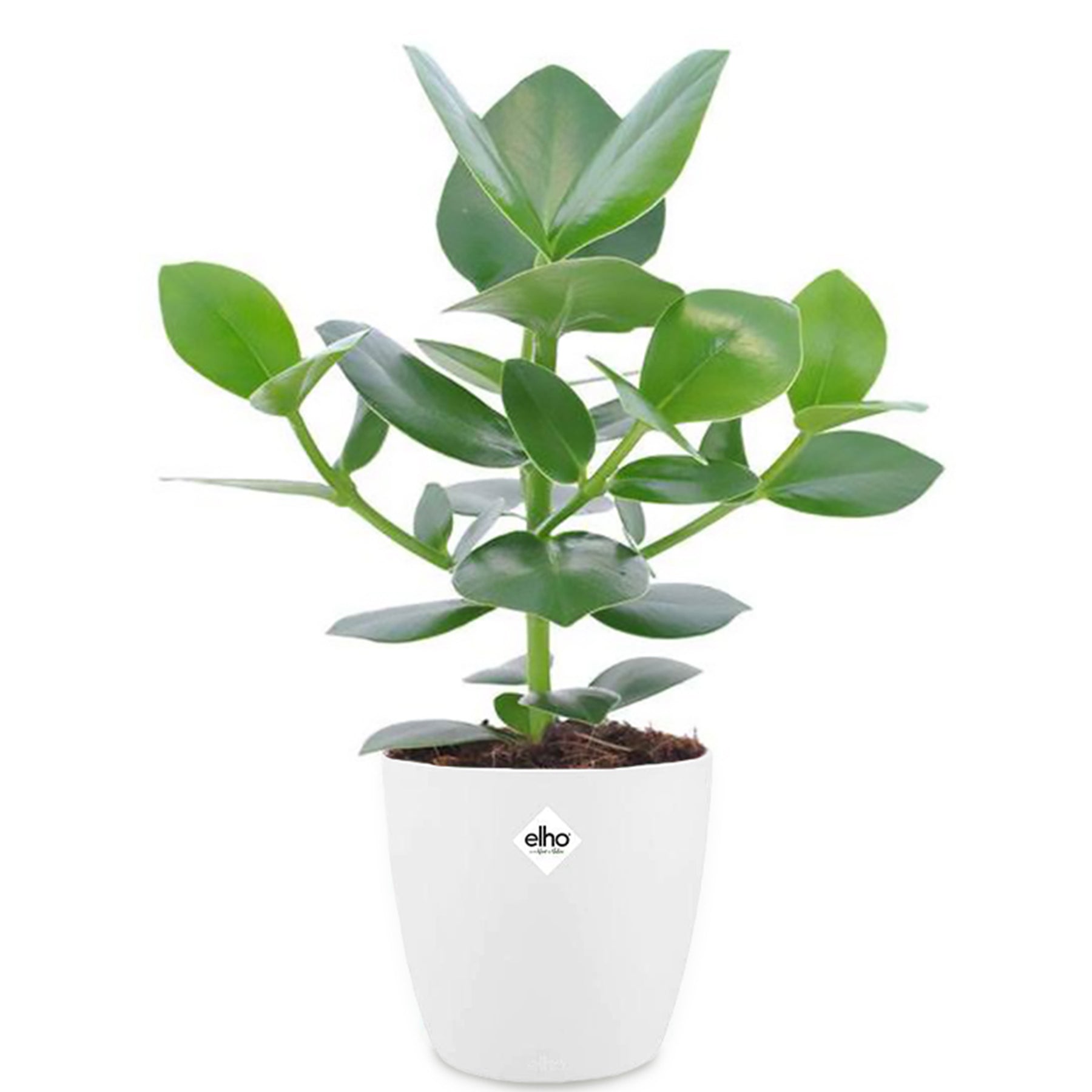 Clusia 'Princess' incl. witte sierpot