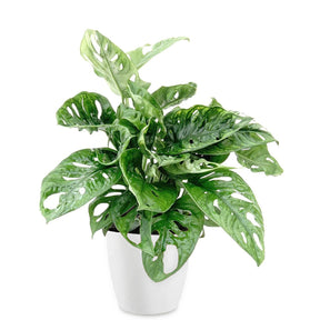 Philodendron Monstera Monkey Mask incl. witte sierpot ELHO - Monstera deliciosa Monkey Mask - Willemse