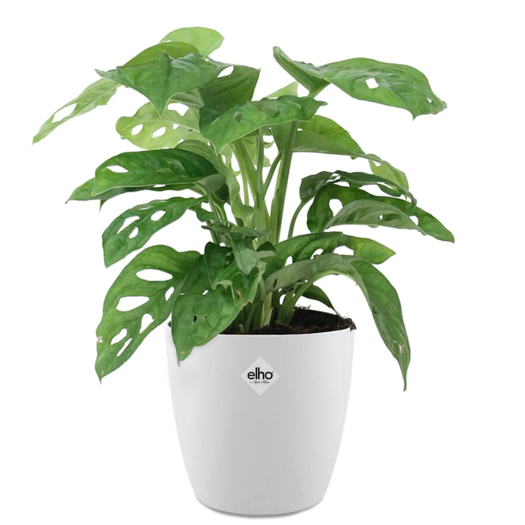 Monstera deliciosa Monkey Mask - Philodendron Monstera Monkey Mask incl. witte sierpot ELHO - Kamerplanten met potten