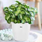 Syngonium 'Pixie'