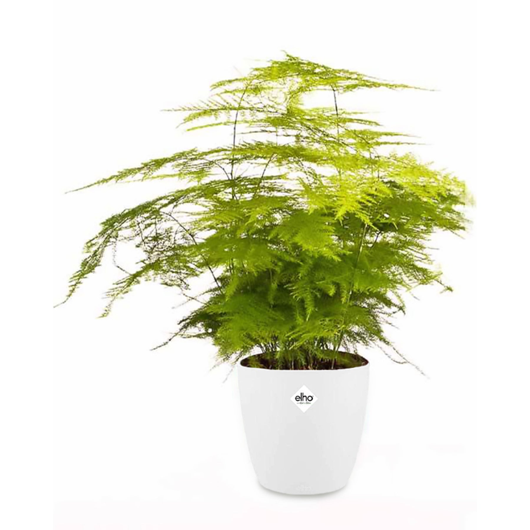 Sierasperge incl. witte sierpot - Willemse