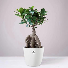 Ficus microcarpa 'Ginseng' incl. witte sierpot