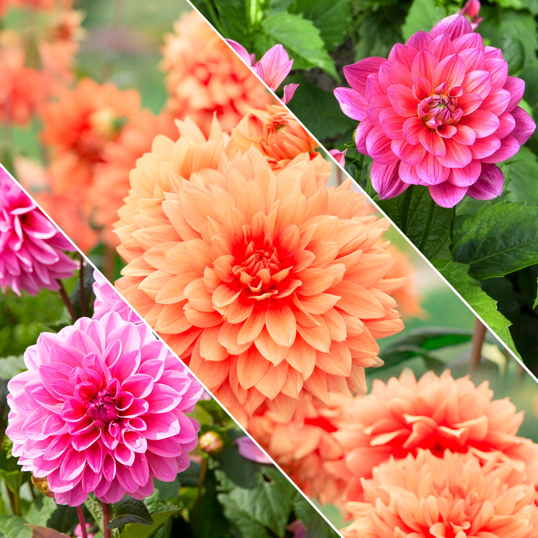 Grootbloemige Dahlia Mix - Willemse