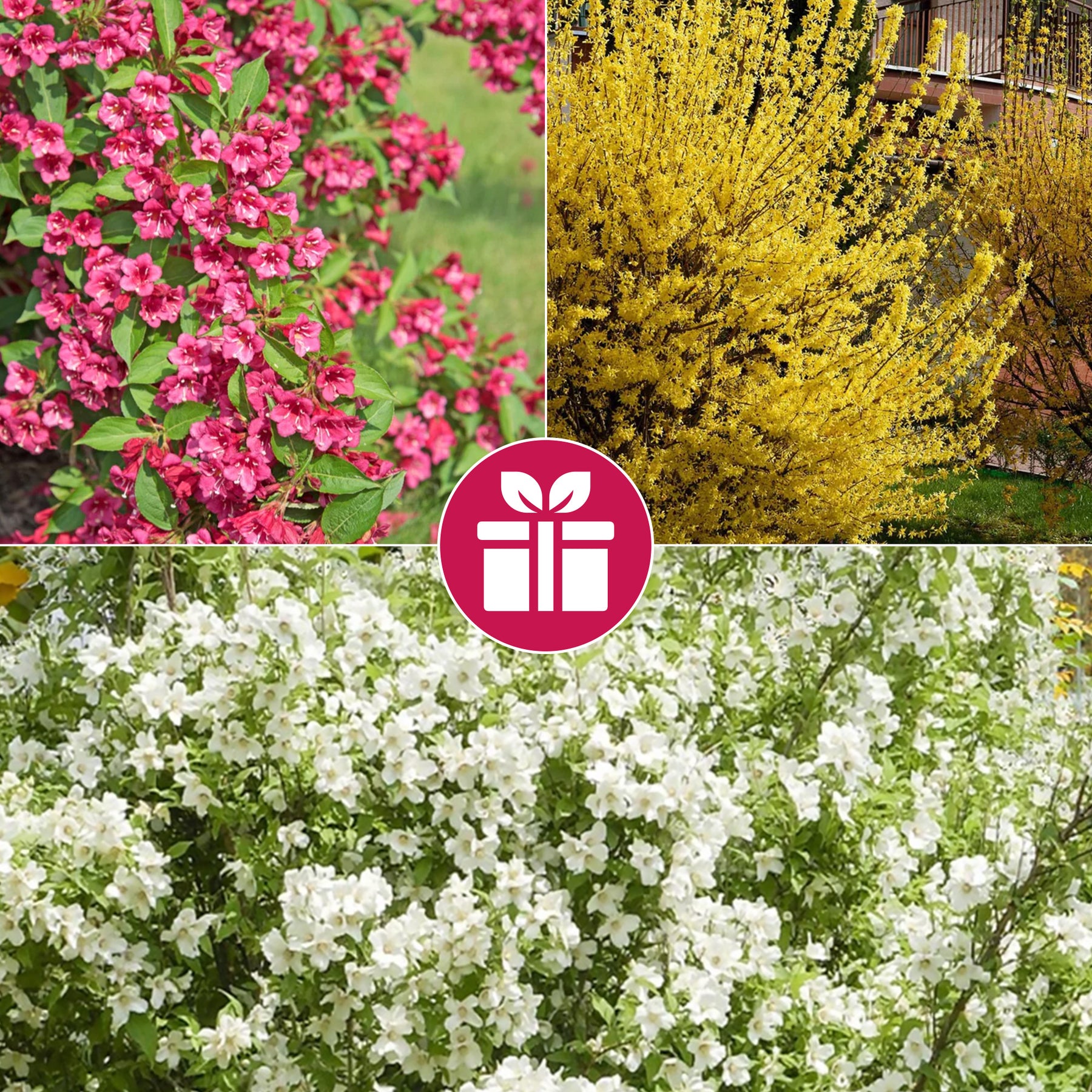 3 struiken als cadeau