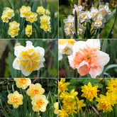 Narcis 'Double Flowers'