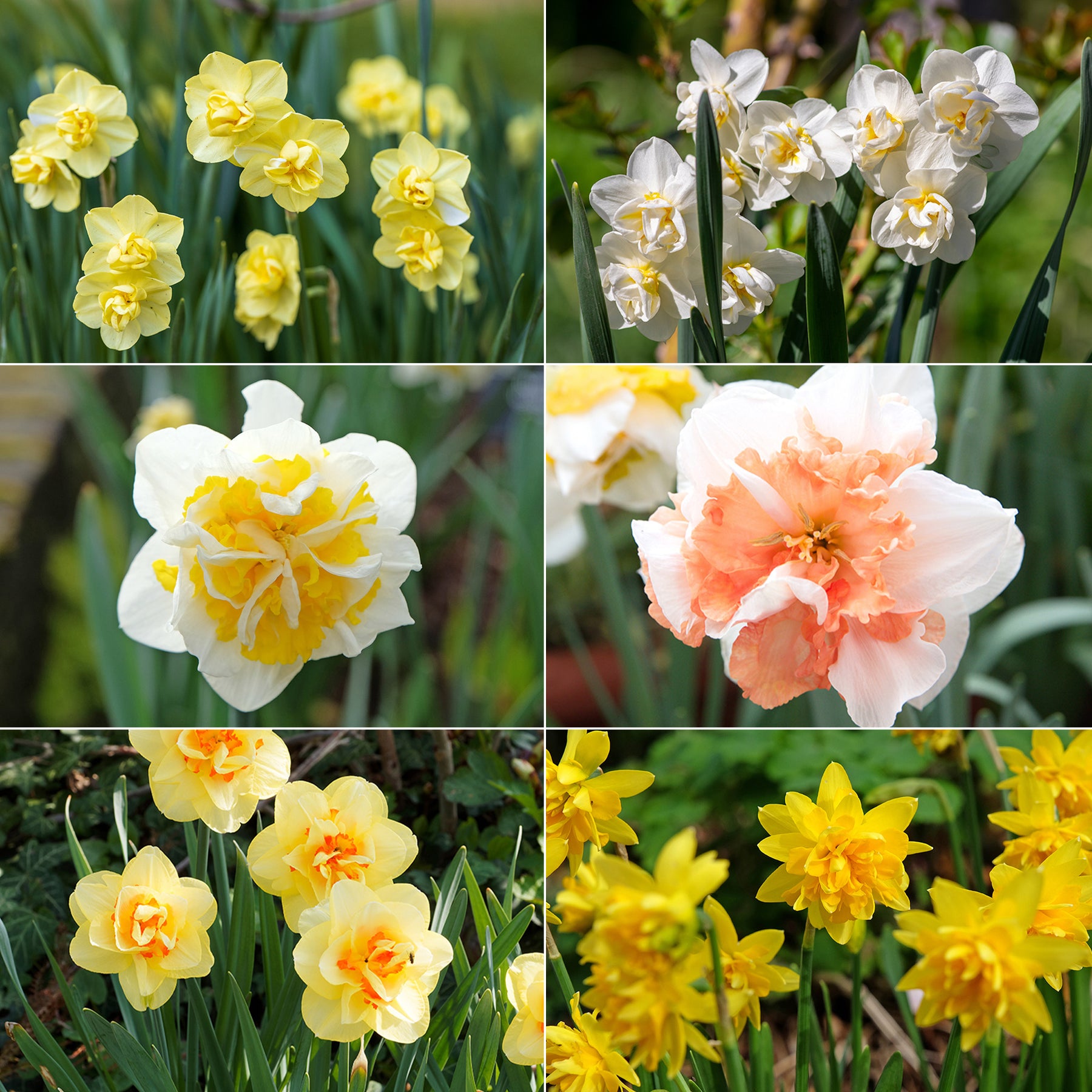 Narcis 'Double Flowers'