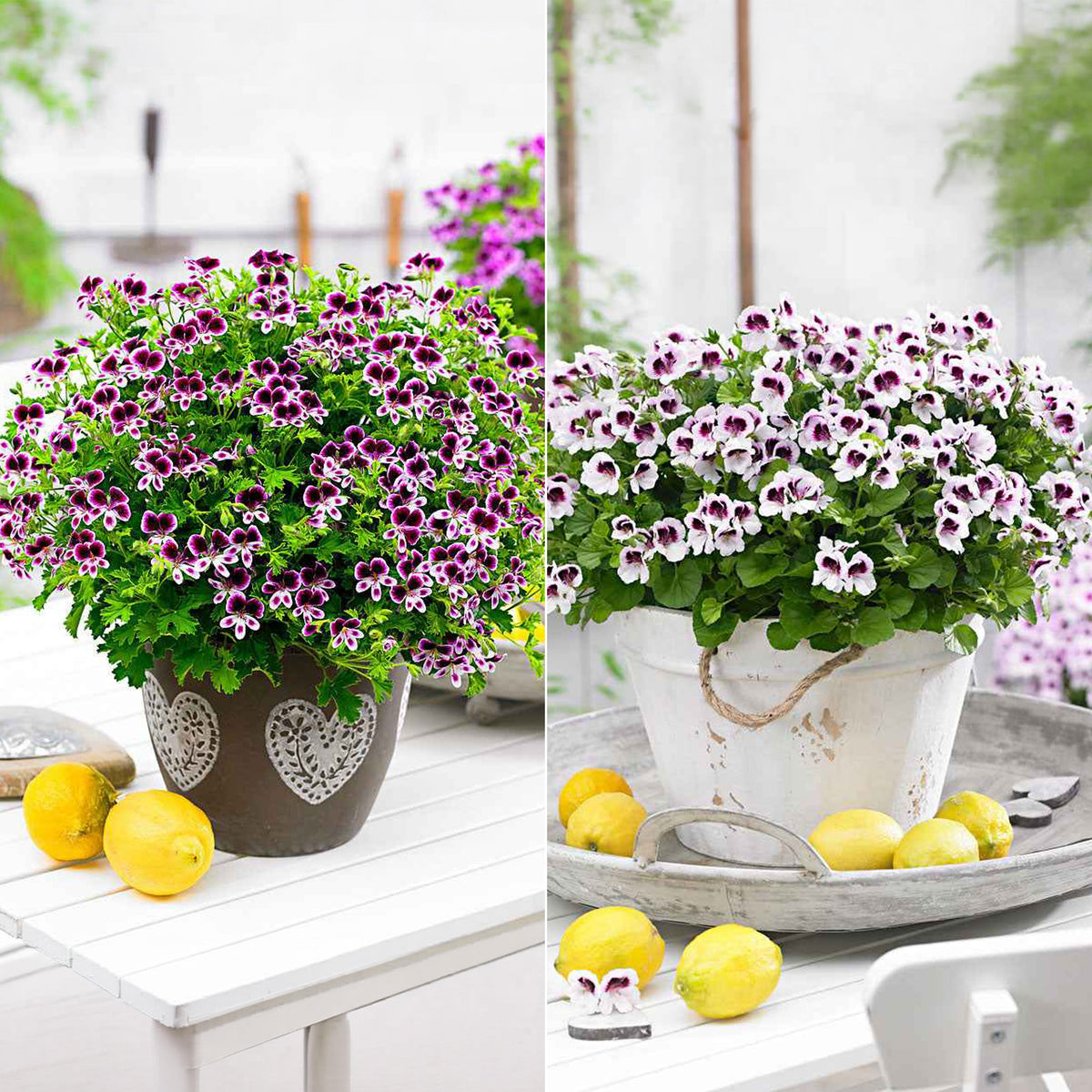 Geranium - Mix 'Mosquitaway Eva' + 'Mosquitaway Lizzy' (x6)
