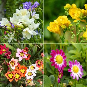Bloembollen - Mix Freesia + Sparaxis + Dahlia (x30)