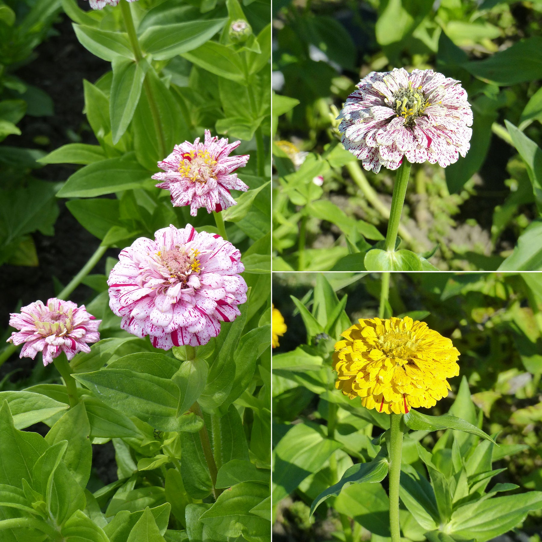 Zinnia Mix 'Peppermint Stick'