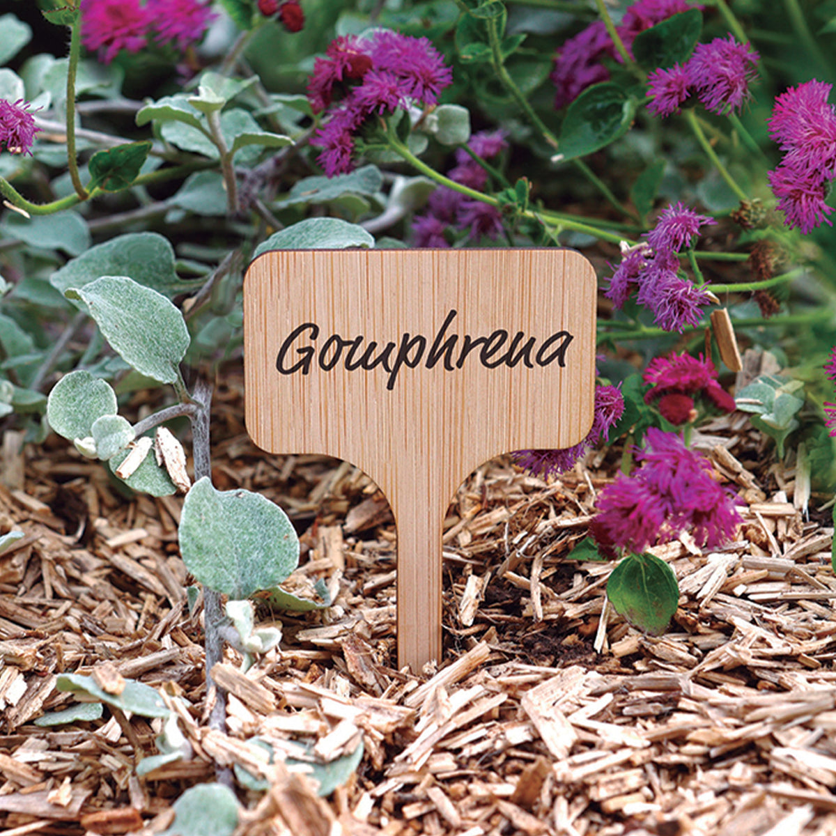 Plantenlabels (x15) - Willemse