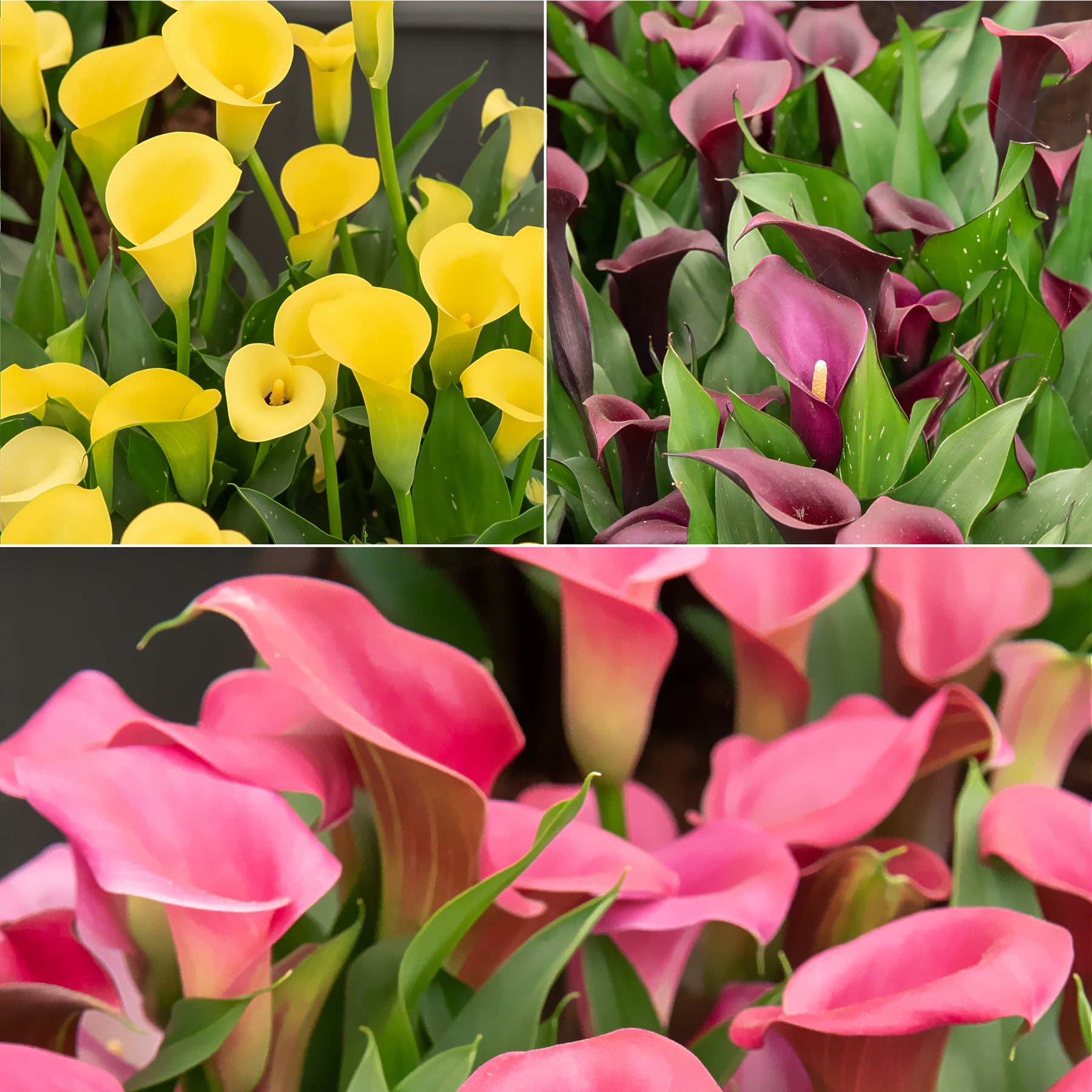Calla Mix - roze + geel + paars (x3)