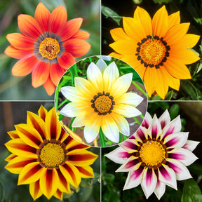 Gazania splendens Mix (x3)