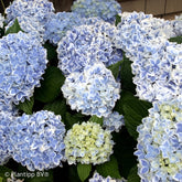 Hydrangea macrophylla peppermint - Boerenhortensia 'Peppermint' - Hortensia macrophylla