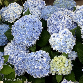 Boerenhortensia 'Peppermint' - Willemse
